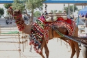 라자스탄 뿌쉬까르 멜라 축제에서 갖가지 장식품으로 꾸민 낙타의 모습.