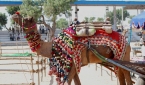라자스탄 뿌쉬까르 멜라 축제에서 갖가지 장식품으로 꾸민 낙타의 모습.