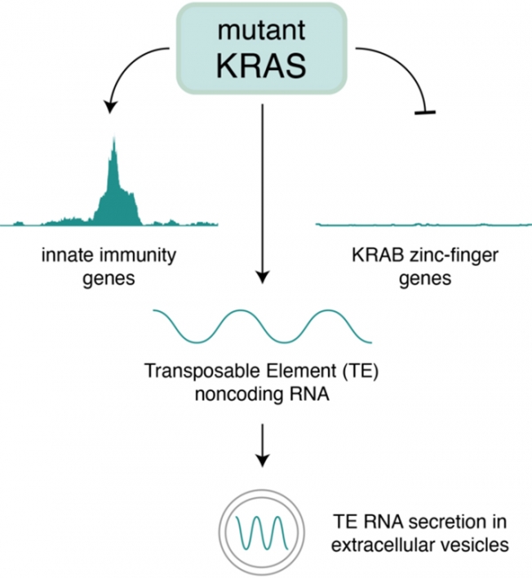 김희보 박사 연구팀이 암 조기 발견을 위한 새로운 RNA 바이오마커를 발굴했다.