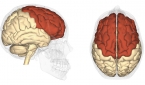분노(화)는 뇌 기능에 영향을 미친다. 특히 이성적 판단과 행동을 주관하는 전두엽(붉은색)에서 좌측 전두엽 부위의 혈액 순환이 잘 안되어 뇌세포의 활성이 떨어지면서 손상된다.