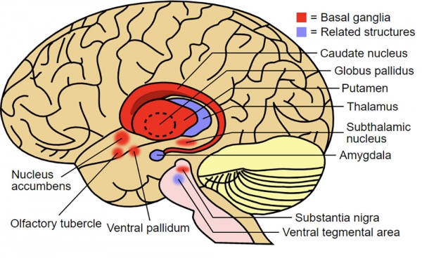 불안한 사람들의 뇌는 일반적으로 기저핵(검은 테두리 안의 붉은색 영역)이 과잉 활성화되어 있다.