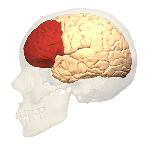 왼쪽 대뇌의 전전두피질(붉은색 영역). 전전두피질은 어린 시절과 청소년기에 걸쳐 가장 천천히 발달되는 부위로 인지와 감정을 통합한다.