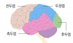4개의 대뇌엽. 성인기에는 대뇌피질의 각 부위의 기능이 전문화되어 활발히 움직이게 된다.