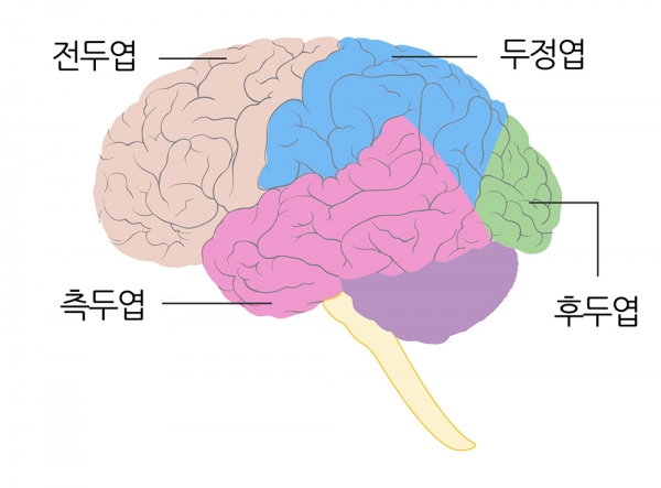 4개의 대뇌엽. 성인기에는 대뇌피질의 각 부위의 기능이 전문화되어 활발히 움직이게 된다.