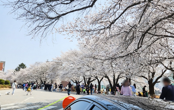 평택대학교 벚꽃 축제에서 수백 명에게 틈새전도로 예수 복음을 선포하였습니다.
