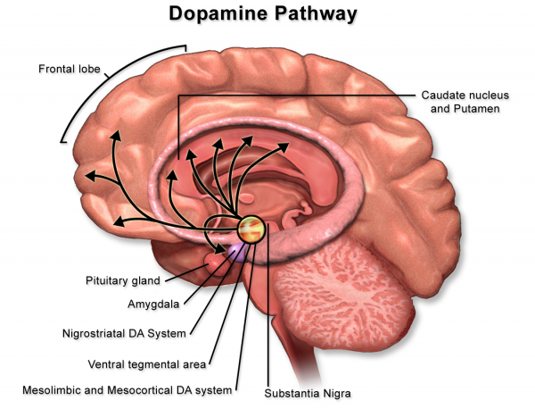 도박중독자들은 신경전달물질, 특히 도파민이 과잉 활성화되어 있다. 도파민의 경로를 보여주는 그림