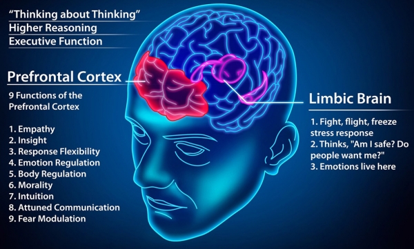 인지시스템은 전전두엽(prefrontal cortex, 빨간색 영역)의 기능이며, 본능시스템은 번연계(limbic system, 자주색 영역)의 기능이다.