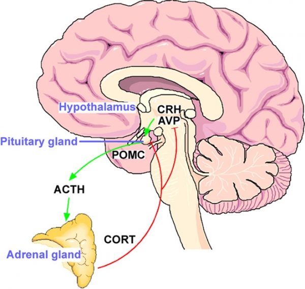 사람이 스트레스를 계속 받으면 뇌의 시상하부에 부신피질자극 방출 호르몬(CRH)이 분비되고, CRH의 자극에 의해 뇌하수체에서 부신피질 자극 호르몬(ACTH)이 나와 스트레스 호르몬인 코르티솔을 분비하게 된다.