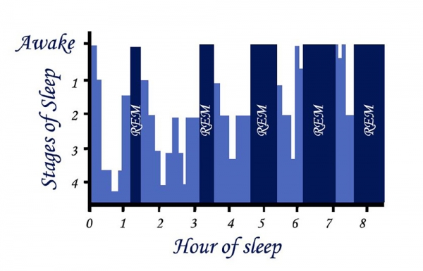렘수면 그래프. 잠들고 나서 3시간 정도 사이에 비렘수면인 깊은 잠에 빠져든다. 거의 90분 간격으로 렘수면과 비렘수면이 교대로 4~5회 반복된다. 아침이 가까워지면 비렘수면도 얕아지고 렘수면은 40~60분 간격으로 빈번해져서 깨어나기 쉬워진다.