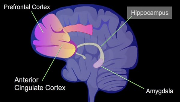 기억에서 가장 중요한 뇌 부위는 해마(hippocampus)이다. 새로운 기억은 해마와 그 주변에서 기억하고, 사건이나 풍경을 기억하는 이른바 사건 기억의 경우도 해마와 그 주변, 시상 전내측부와 전뇌 기저부에서 관여한다. 저장된 기억 중 필요한 것은 남기고 불필요한 것은 지워버리는데, 그 역할을 담당하는 곳도 바로 해마이다.