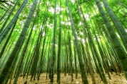대나무 숲