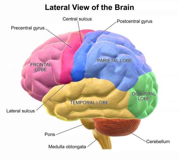 역사의 위인들 다수가 측두엽(Temporal lobe, 노란색 부위) 뇌전증(간질)을 앓았다고 말을 한다. 측두엽 뇌전증 학자인 휴즈가 역사의 위인들을 병의 증후와 가족사를 살펴본 후 줄리어스 시저와 나폴레옹, 도스토옙스키가 뇌전증 환자였거나 혹은 그럴 가능성이 있었다는 결론을 내렸다.