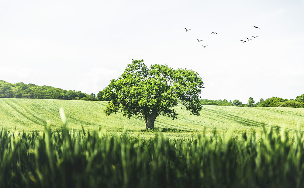 새가 깃드는 나무